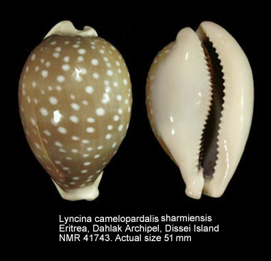 Lyncina camelopardalis sharmiensis.jpg - Lyncina camelopardalis sharmiensisHeiman & Mienis,1999